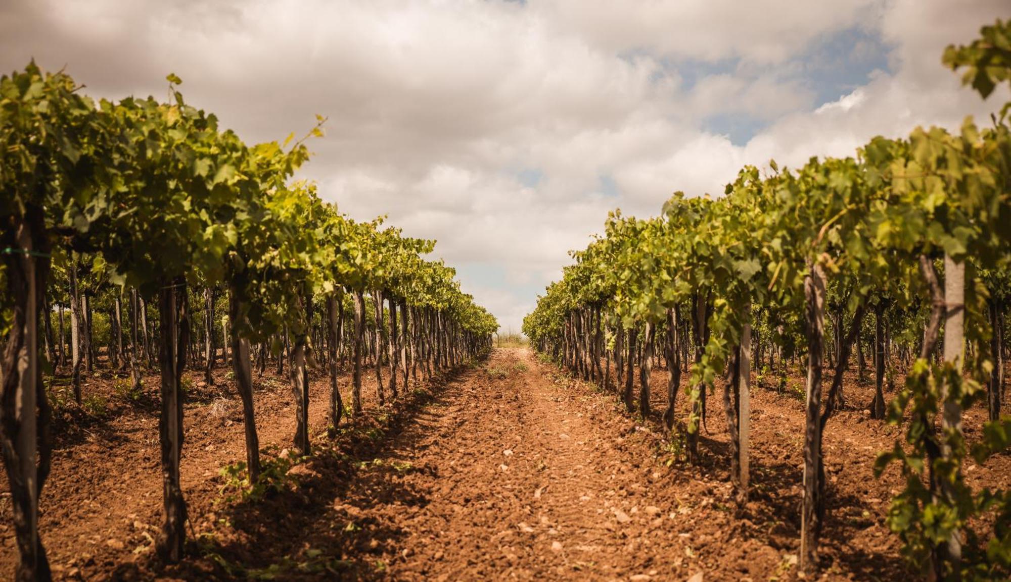 Agriturismo Poggio Alle Calle 사투르니아 외부 사진