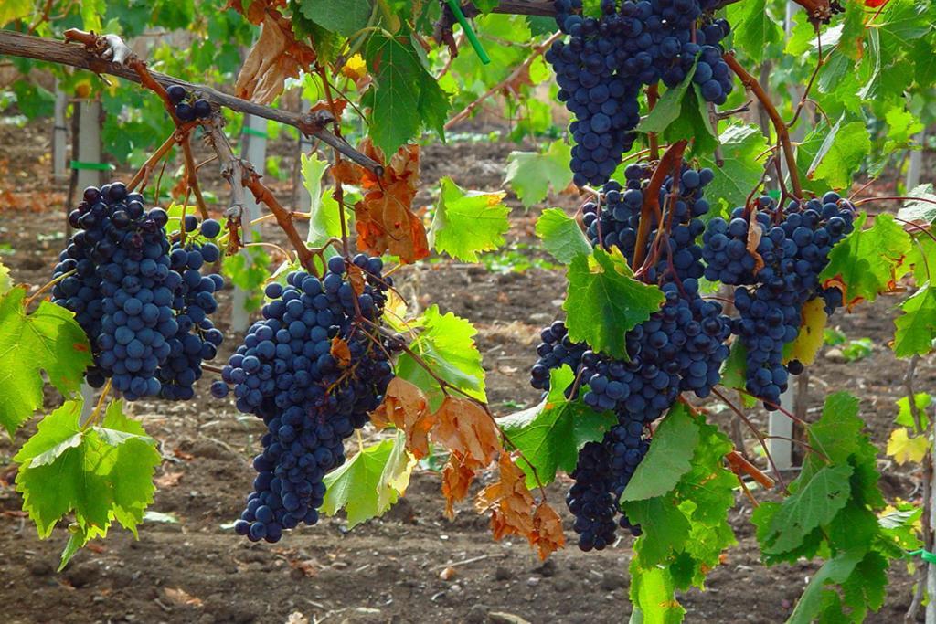 Agriturismo Poggio Alle Calle 사투르니아 외부 사진